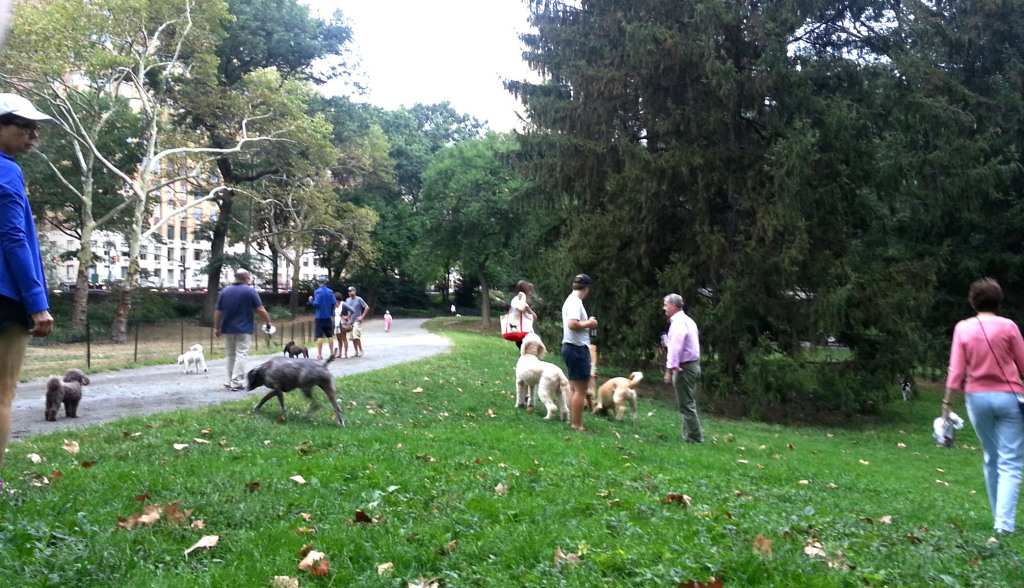 central_park_dog